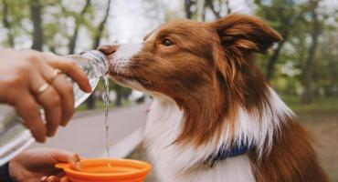 Golpes de calor en las mascotas: ¿cómo prevenirlos?