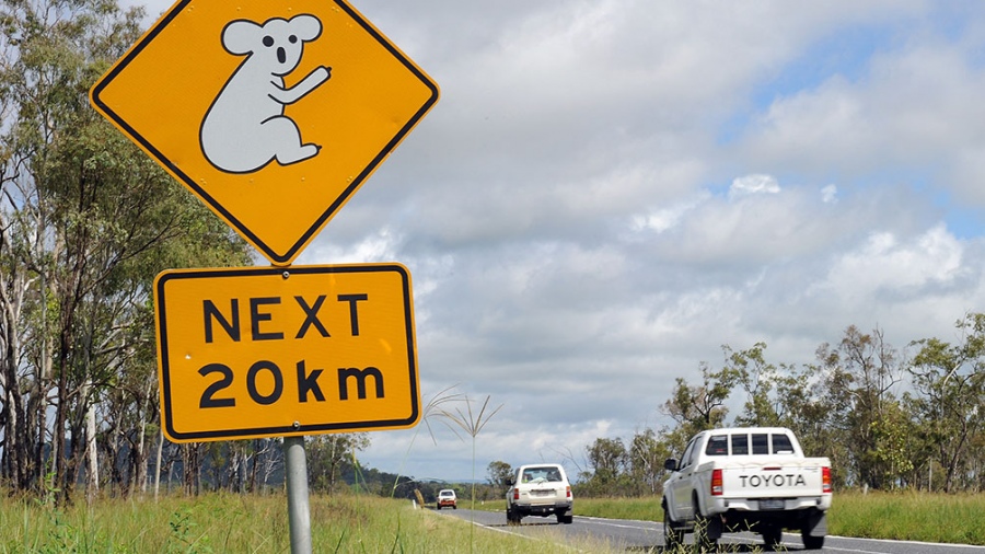 En 20 aos la poblacin de koalas se redujo drsticamente Foto AFP