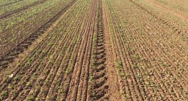 Ola de calor, sequías y preocupación en el agro: cultivos siguen sufriendo la falta de agua
