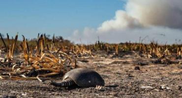 Se quemó el 40% del Parque Nacional Iberá y redoblan esfuerzos para salvar a la fauna autóctona