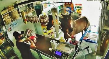 Video insólito: dos caballos entraron a un kiosco en Córdoba y se comieron todo