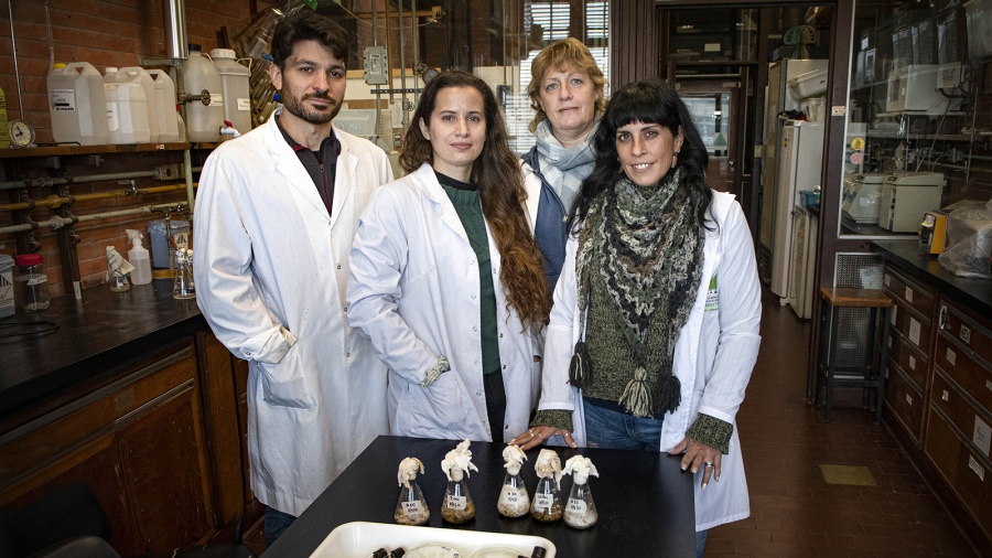 Cientficas de la UBA desarrollaron un mtodo que utiliza hongos para descontaminar las colillas de cigarrillo Foto Victoria Egurza 
