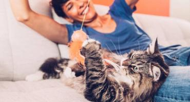 Juguetes caseros para gatos: ¿cómo compartir un momento de diversión que potencie el vínculo?
