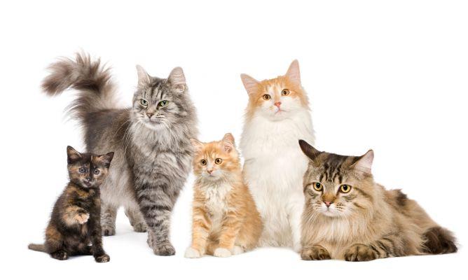 ¿Por qué se celebra tres veces el Día Internacional del Gato?. Foto: Google.